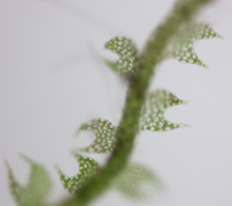 Fuscocephaloziopsis loitlesbergeri